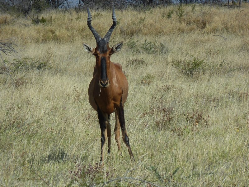 hartebeest Etosha FP 02.jpg - Hartebeest à Etosha